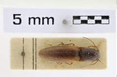 Foto (Dorsalansicht) von Athous densatus (NHMW-ZOO-COL-0008625)